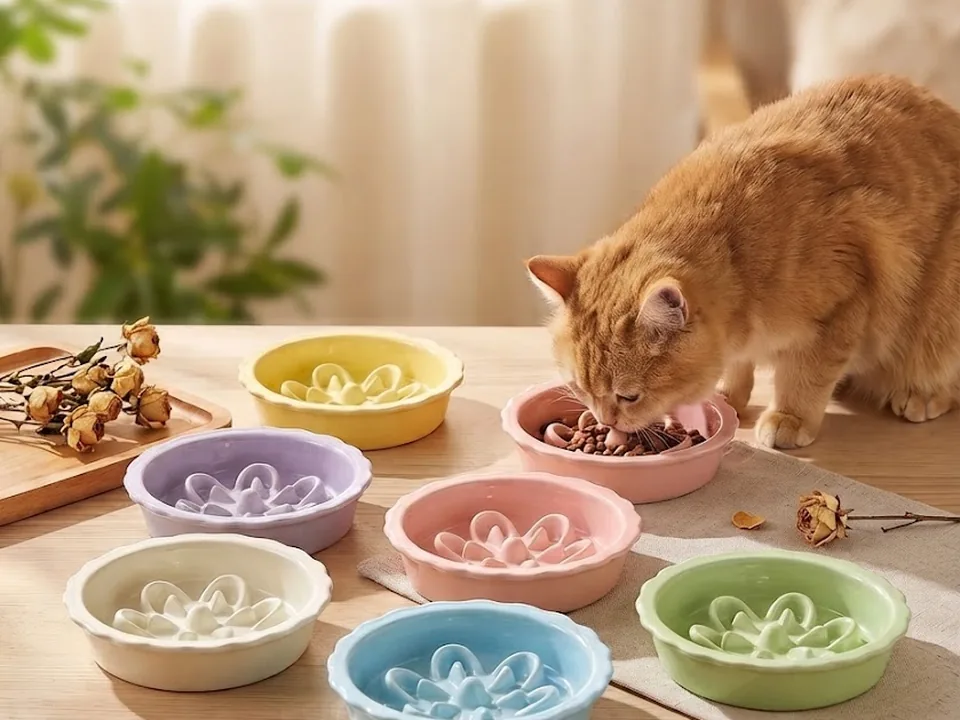 Feeding and bowls collection
